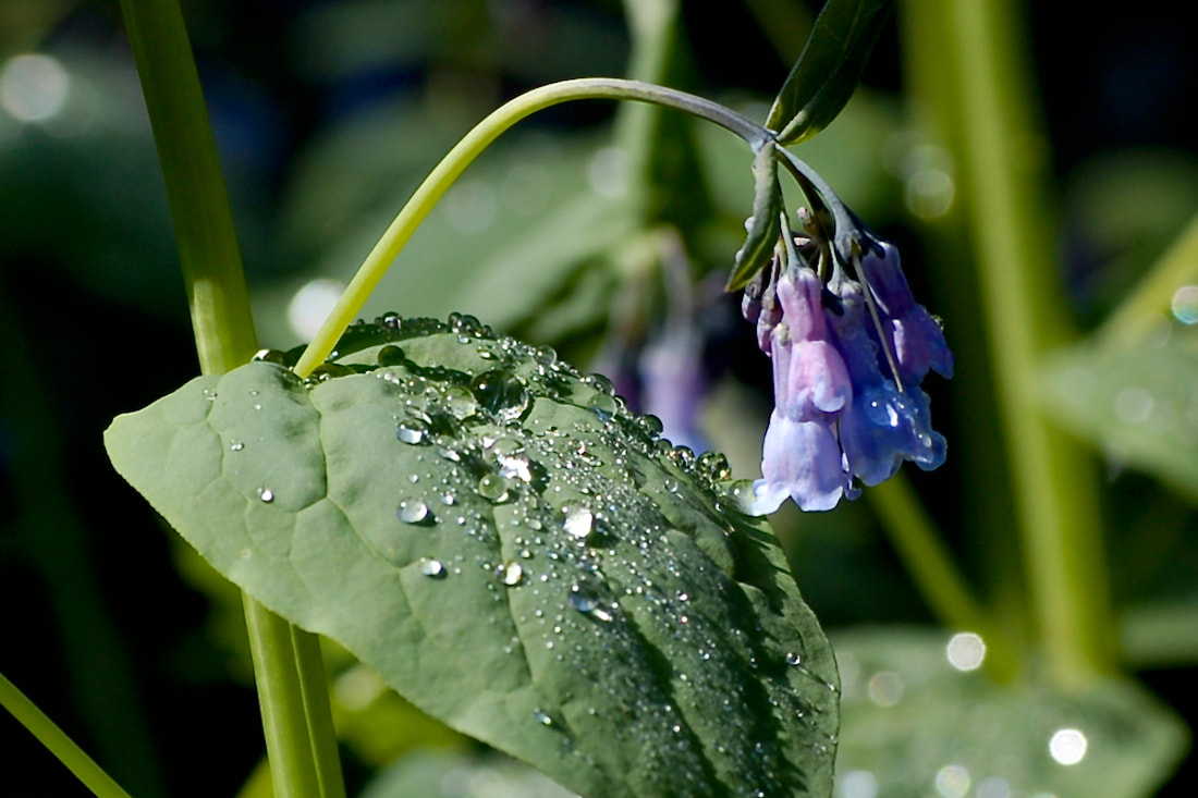 Wildflower, Tall Chiming Bells, Streamside Bluebells