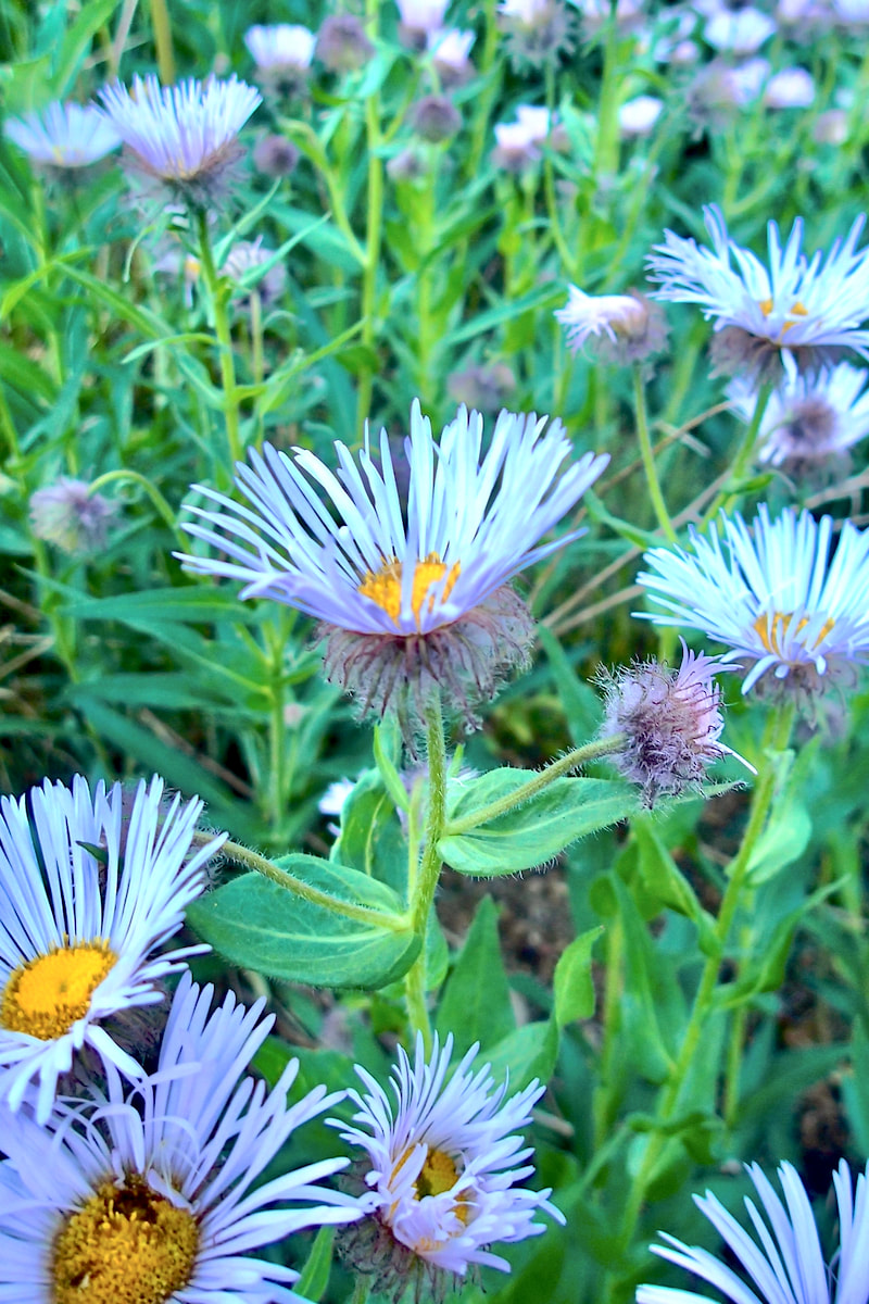 Wildflower, Tall Daisy, Beautiful Daisy