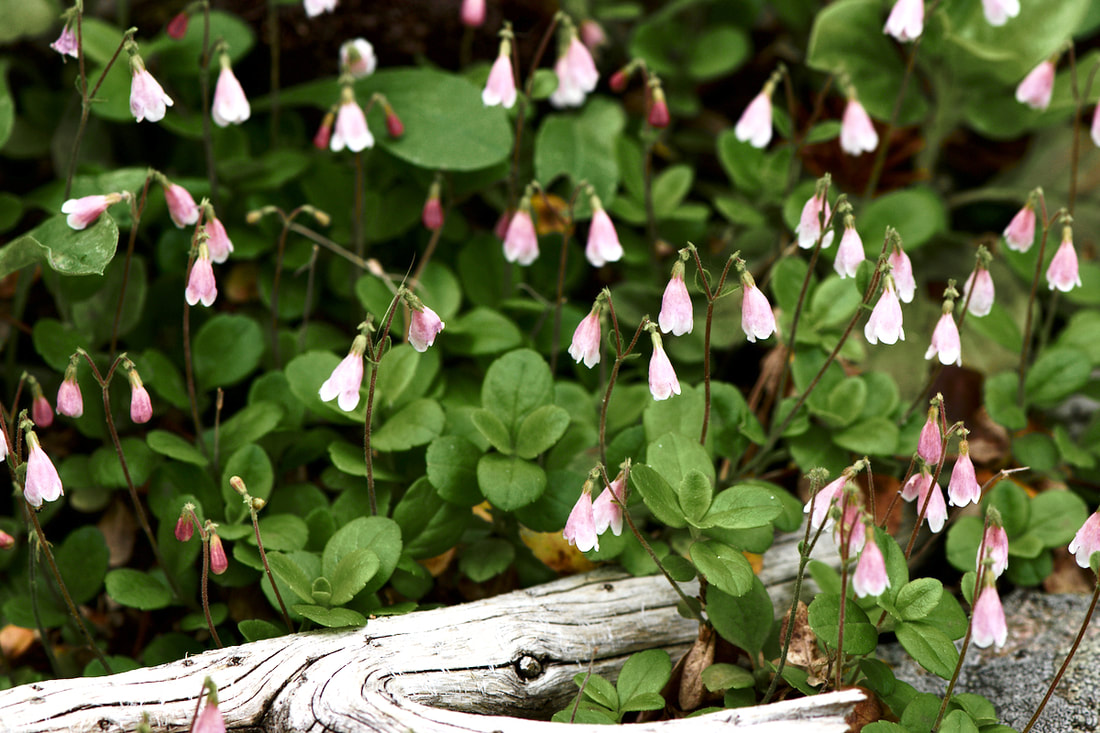 Wildflower, Twinflower