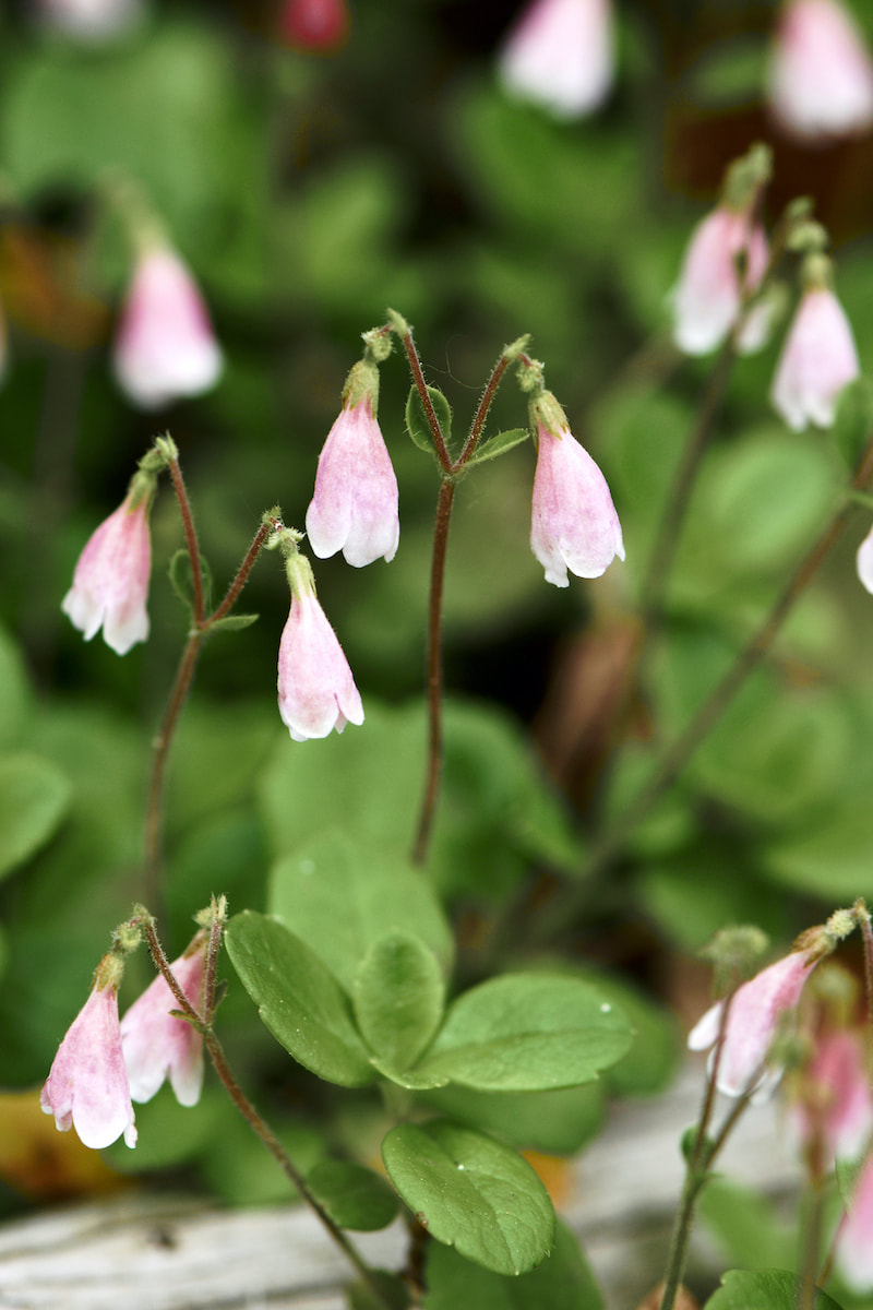 Wildflower, Twinflower