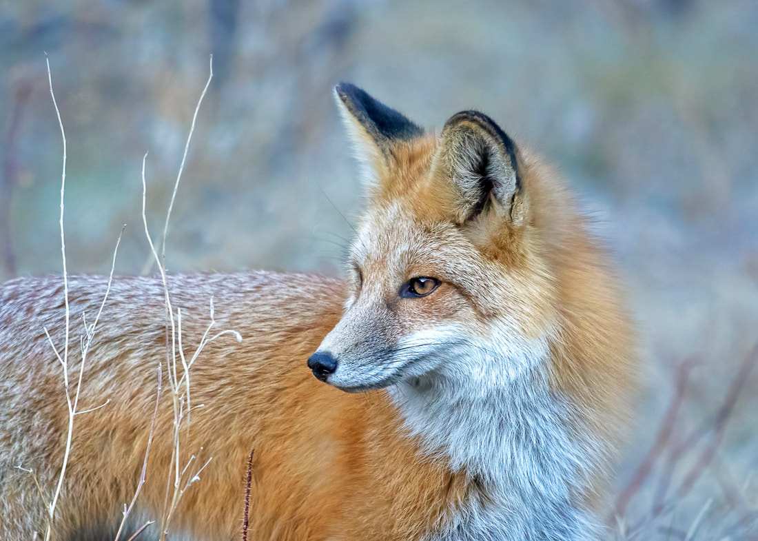 Fox photo by Deena Marie Czech