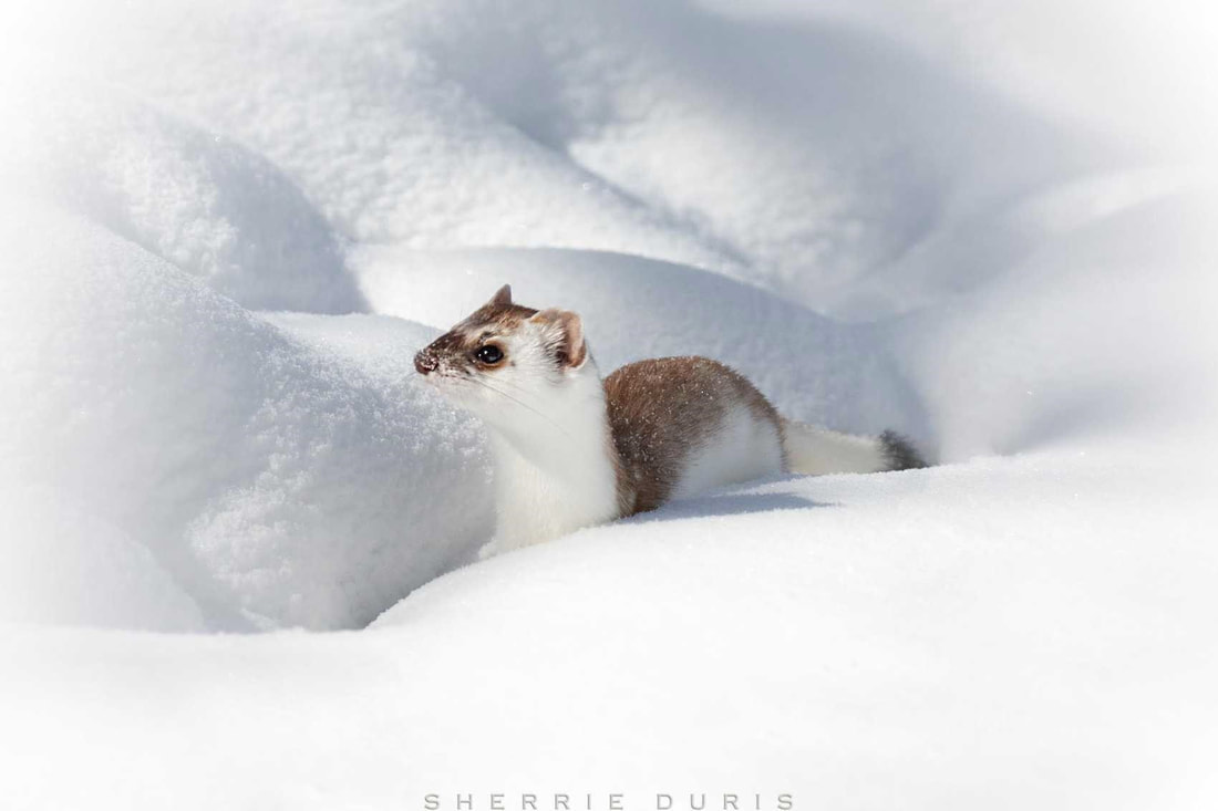 Long-Tailed Weasel in Rocky Mountain National Park