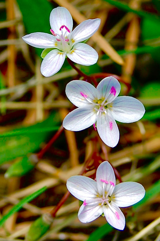 Wildflower, Western Spring Beauty