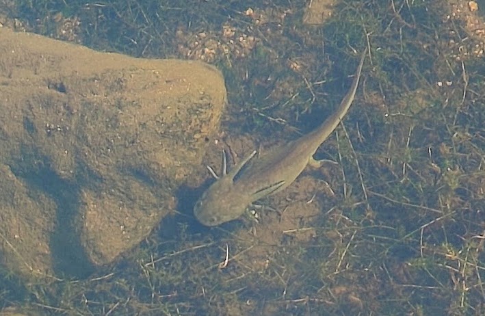 Western Tiger Salamander in Rocky Mountain National Park