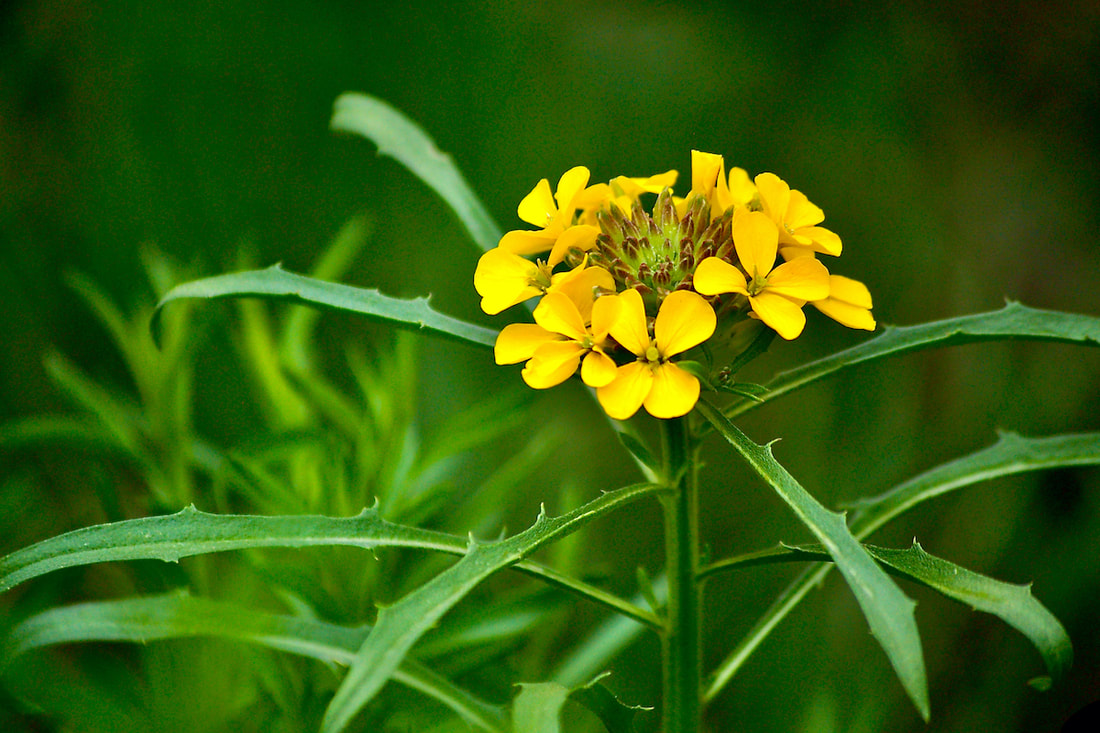 Wildflowers Of Rocky Mountain National Park April May Alpine Yellow