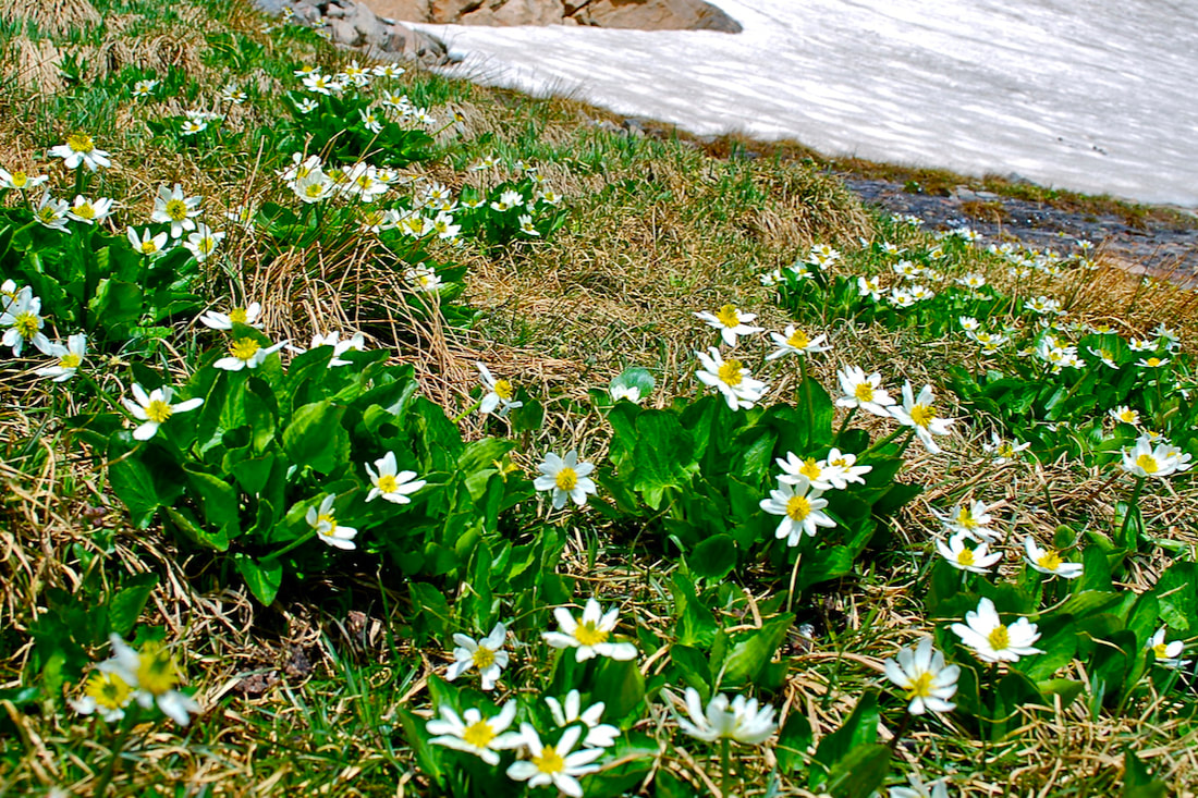 Wildflower, White Marsh Marigold