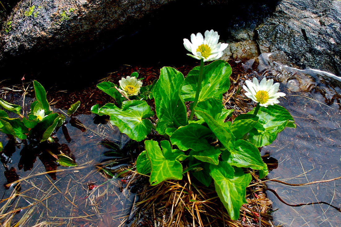 Wildflower, White Marsh Marigold