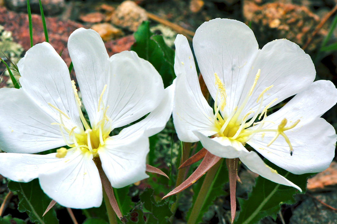 Wildflower, White Stemless Evening Primrose, Tufted Evening Primrose