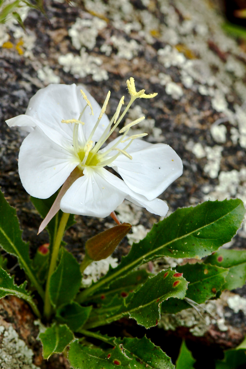 Wildflower, White Stemless Evening Primrose, Tufted Evening Primrose