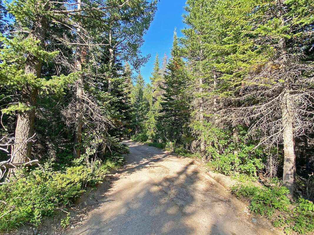 Wild Basin Road with ruts courtesy RMNP copy