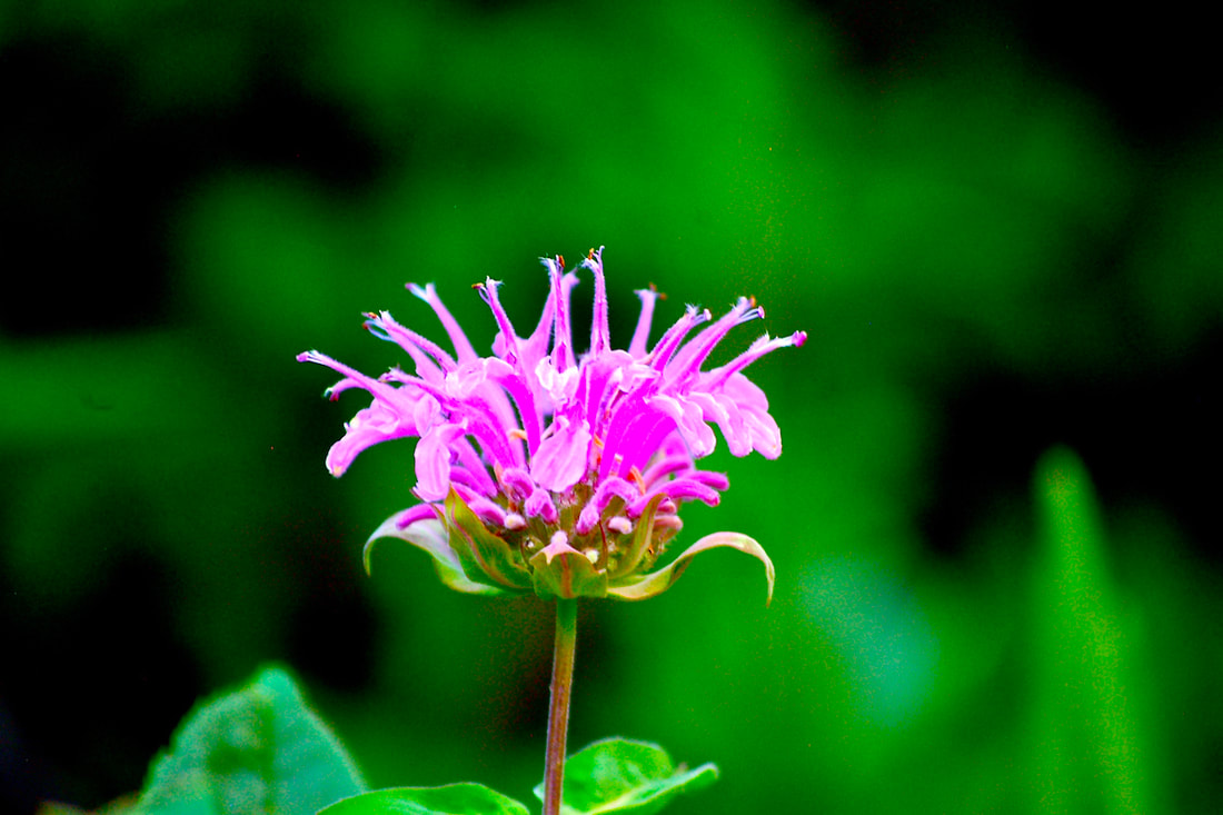 Wildflower, Wild Bergamot, Horsemint