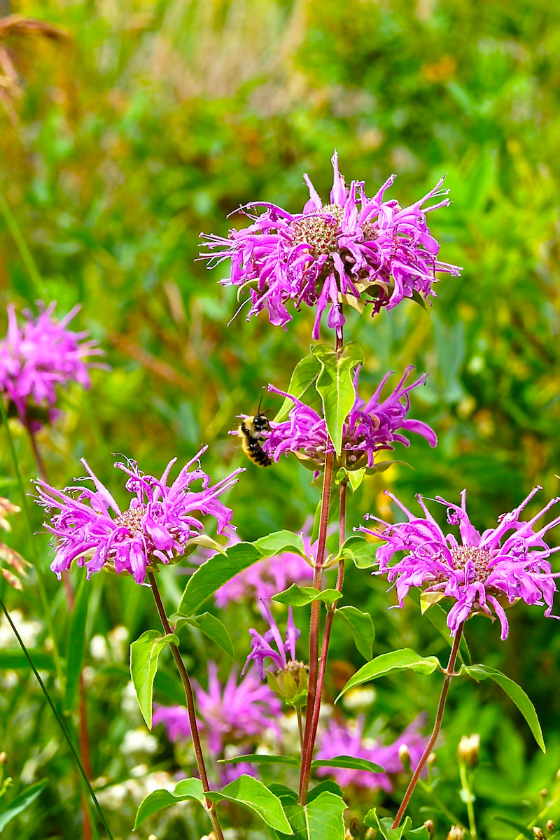 Wildflower, Wild Bergamot, Horsemint