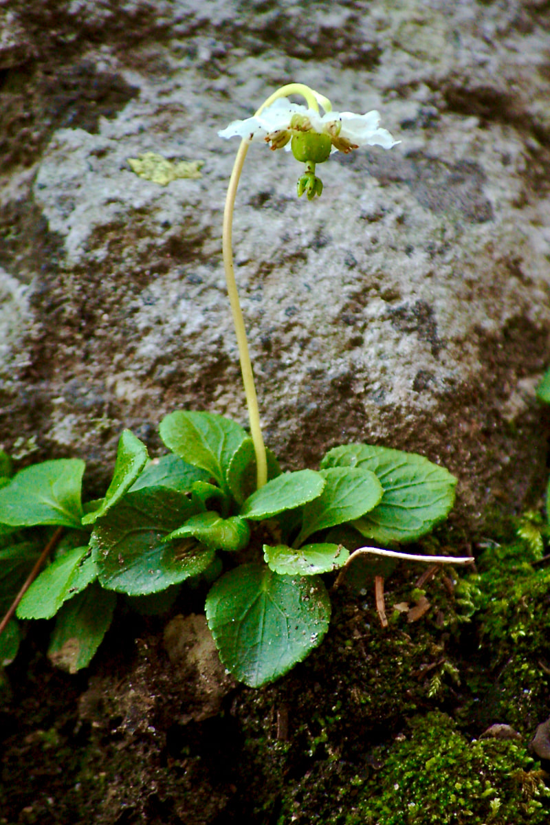 Wildflower, Wood Nymph