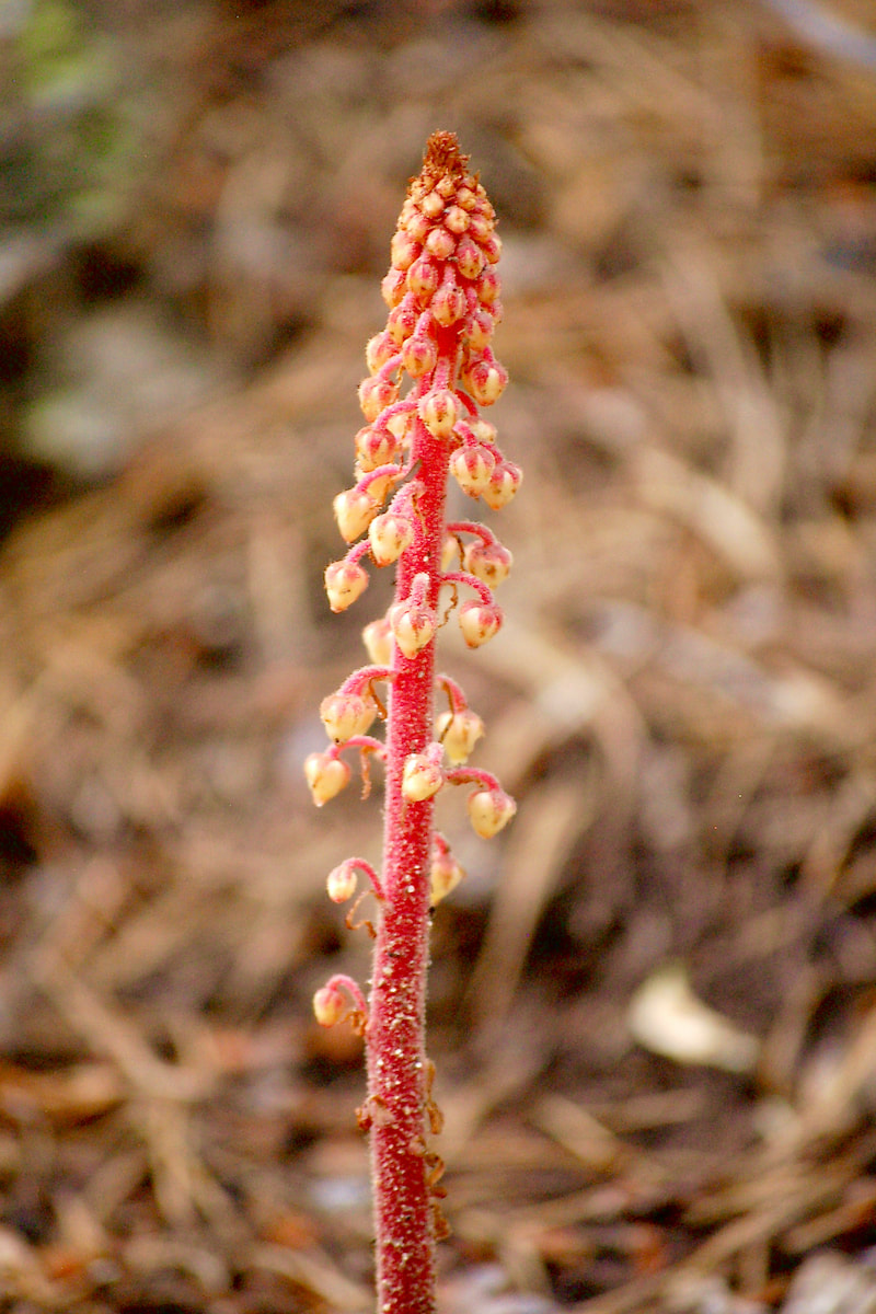 Wildflower, Woodland Pinedrops