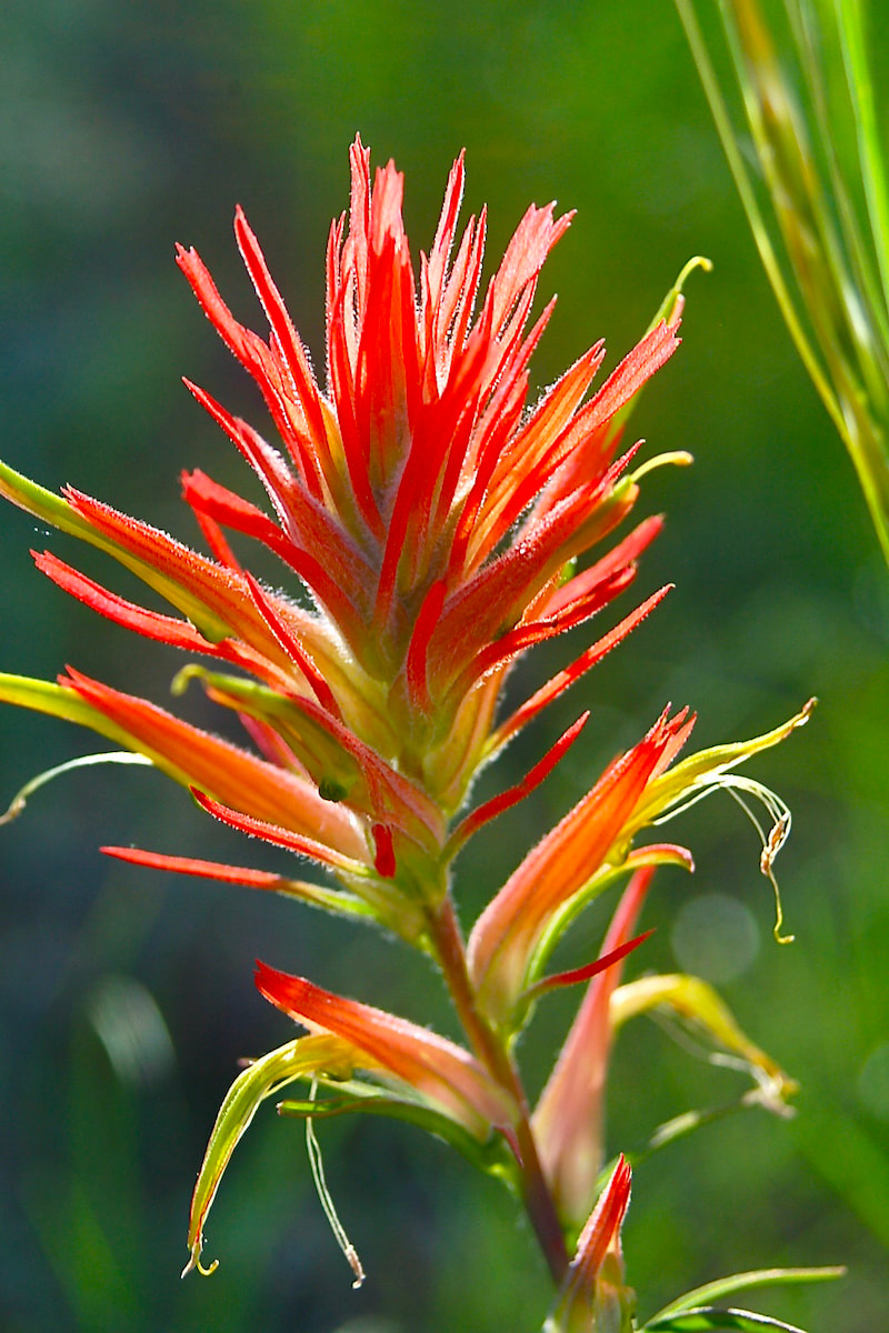 Wildflower, Wyoming Indian Paintbrush